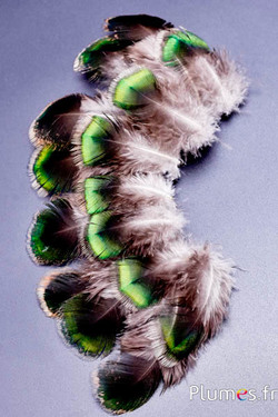 Paon vert - 4-8 cm - vert-brun-naturel